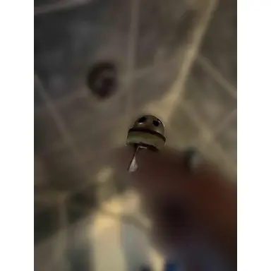 carousel image
